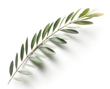 rameaux_pm rameaux_pm